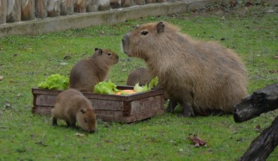 (Özel) Dünyaya Gözlerini Açan 3 Kapibara Hayvanat Bahçesinin Maskotu Oldu