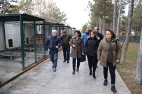 YABANİ HAYVANLAR - Sungurlu Belediye'si Hayvan Bakımevi Kuracak