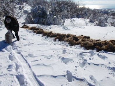 Tekirdağ'da Karlı Yüksek Kesimlere Yarım Ton Yem Bırakıldı