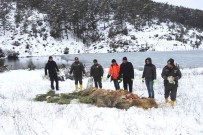 ORMAN İŞLETME MÜDÜRÜ - Orman Bölge Müdürlüğü'nden Yaban Hayvanlarını Yemleme Çalışması