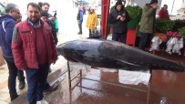 ORKİNOS - Sardalya Avlarken, 450 Kiloluk Orkinos Yakaladılar