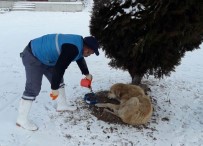 KAR YAĞıŞı - Bayburt Belediyesi Sokak Hayvanlarını Unutmadı