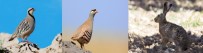 KıNALı - Bayburt'ta Keklik Ve Tavşan Avı Yasağı Başladı