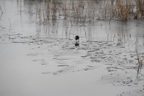 BUZ TUTAN GÖL - Beyşehir Gölü'nün Kıyı Kesimleri Buz Tuttu