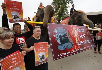 Filler Ve Öğrenciler Avustralya'da Ölen Hayvanlar İçin Yürüdü
