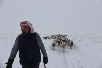 Gürpınar'da Tipide Mahsur Kalan 2 Çoban Ve Koyun Sürüsü Belediye Ekipleri Tarafından Kurtarıldı