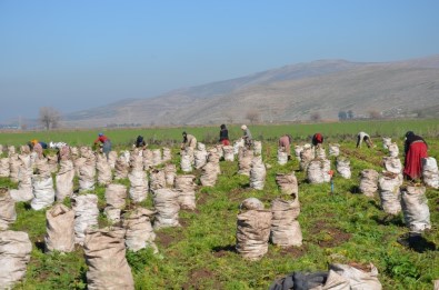 Havucun Sofraya Zahmetli Yolculuğu