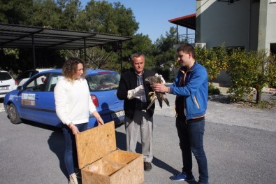 Manavgat'ta Bulunan Yaralı Şahin Milli Parkı Şefliğine Teslim Edildi