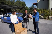 KÖPRÜLÜ - Manavgat'ta Bulunan Yaralı Şahin Milli Parkı Şefliğine Teslim Edildi