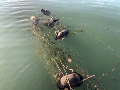 Sapanca Gölü'ne Atılan Ağlar Ördek Ve Balıkları Telef Etti
