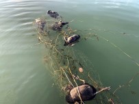 Sapanca Gölü'ne Atılan Ağlar Ördek Ve Balıkları Telef Etti Haberi