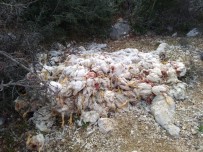 TOPAKLı - Yüzlerce Ölü Tavuğu Doğaya Attılar