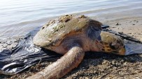 DENİZ KAPLUMBAĞALARI - Nesli Tükenmekte Olan Kaplumbağa Ölü Bulundu
