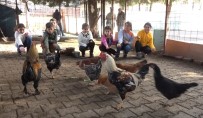 HAYVAN SEVGİSİ - Okula Kurulan Kümesle Öğrencilere Hayvan Sevgisi Aşılanıyor