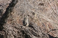 MAHSUR KALDI - Şelaledeki Su Seviyesi Yükselince İki Kedi Ağaçta Mahsur Kaldı