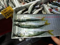 ORMAN BAKANLIĞI - Su Ürünleri Denetimlerinde 3 Firmaya Ceza