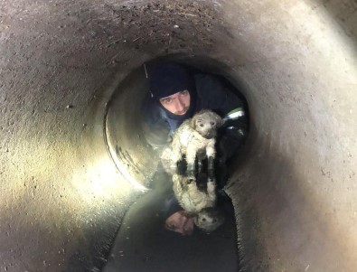 Yağmur Kanalına Sıkışan Köpeği, İtfaiye Kurtardı