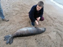 KEMER BELEDİYESİ - Antalya'da Ölü Akdeniz Foku Kıyıya Vurdu