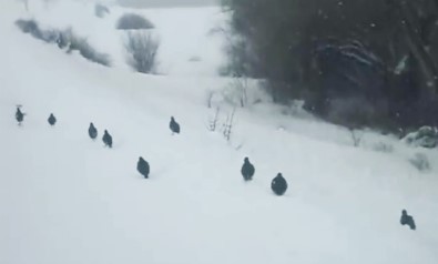 Kar Üzerinde Yürüyen Keklikler Hayran Bıraktı