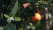 SIRKELI - Mandalina Kış Ortasında Çiçek Açıp Meyve Verdi