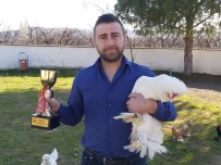 Osmanlı Süs Tavuğu Ve Horozu Yarışmasında Çanakkale'ye Türkiye Birinciliği Geldi Haberi