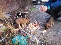 Sakarya'da Yavru Köpekler Çuvala Koyularak Ölüme Terk Edildi