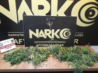 UYUŞTURUCU MADDE - 34 Kök Hint Keneviri Ele Geçirildi