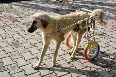 Engelli Hayvanlar Yürüteçle Hayata Bağlandı