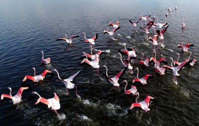 Kış Mevsimi Ilıman Geçince Flamingolar Göç Etmedi