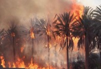 İTFAİYE ARACI - Libya'da 10 Bin Palmiye Ağacı Kül Oldu