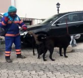 TEMİZLİK İŞÇİSİ - (Özel) Temizlik İşçisinin Sokak Köpeklerine Süpürgeyle Masaj Yaptığı Isıtan Görüntüler Kamerada