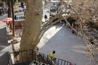 ÇINAR AĞACI - 400 Yıllık Anıt Ağaç Güvenlik Gerekçesiyle Kesilecek