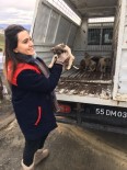 NECATTIN DEMIRTAŞ - Başkan Demirtaş'tan Sokak Hayvanları İçin Çağrı