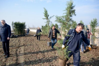 Karacabey Lavanta Kokacak