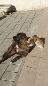 Tosya'da Kedi İle Köpeğin Dostluğu Şaşırttı
