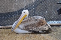 AFYON KOCATEPE ÜNIVERSITESI - Göç Yorgunu Aç Ve Yaralı Pelikan Tedavi Altına Alındı