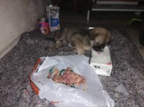 MURAT İNAN - Sırtı Yanan Ve Açlıktan Bitkin Düşen Yavru Köpeğe Yardım Eli