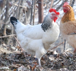 Düzce'de Aralık Ayında 2,5 Milyon Tavuk Satıldı