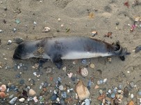 MORITANYA - Alanya'da Sahile Ölü Yavru Akdeniz Foku Vurdu