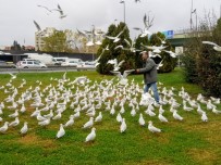ADıGÜZEL - Bakırköy'de Her Gün Yüzlerce Martıyı Elleriyle Besliyor