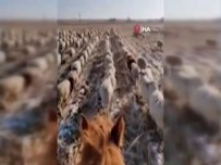 Çinli Çobandan Şaşırtan Eğitim