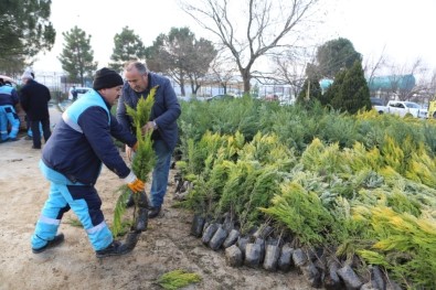 Nilüfer Belediyesi'nden Vatandaşlara Ücretsiz Fidan