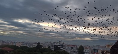 Ödemiş'te Binlerce Sığırcık Kuşundan Görsel Şov