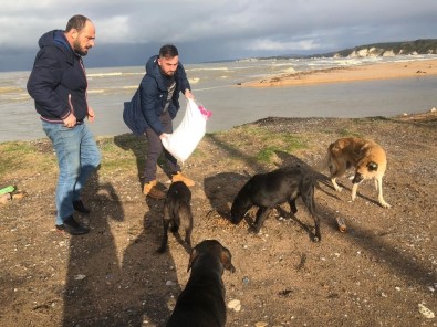 Sahillerdeki Sahipsiz Köpekler İçin Mama Yardımı Bekliyorlar