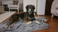 KAVAKLı - Silivri'de Kurşunlanan Ve Felç Kalan Köpekle İlgili Sevindirici Gelişme
