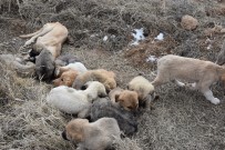 KÖY MUHTARI - Aksaray'da Yavru Köpekler Soğukta Ölüme Terk Edildi