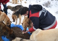 İŞ SAĞLIĞI VE GÜVENLİĞİ - Ankara Büyükşehir Belediyesi Sokak Hayvanları İçin İlk Kez Hizmet İçi Eğitim Çalışması Başlattı