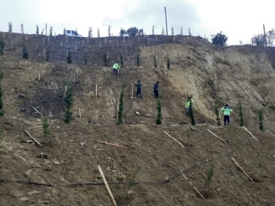 Ulaşlı'da Toprak Kayması Yaşanan Arazi Ağaçlandırıldı
