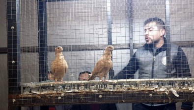 Egeli Güvercin Yetiştiricileri Nazilli'deki Mezatta Buluştu