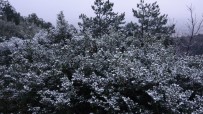 METEOROLOJI - İstanbul'da Kar Yağdı, Aydos Ormanı Beyaz Örtüyle Kaplandı